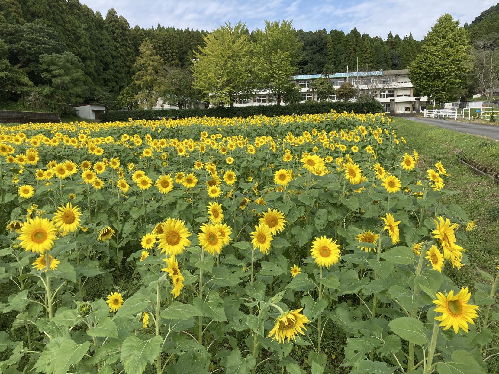【南九州市】田代のコスモスとひまわり-3