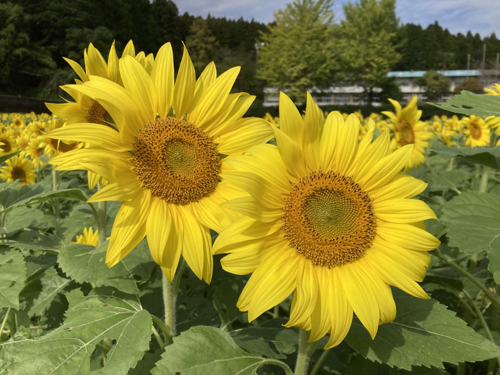 【南九州市】田代のコスモスとひまわり-2