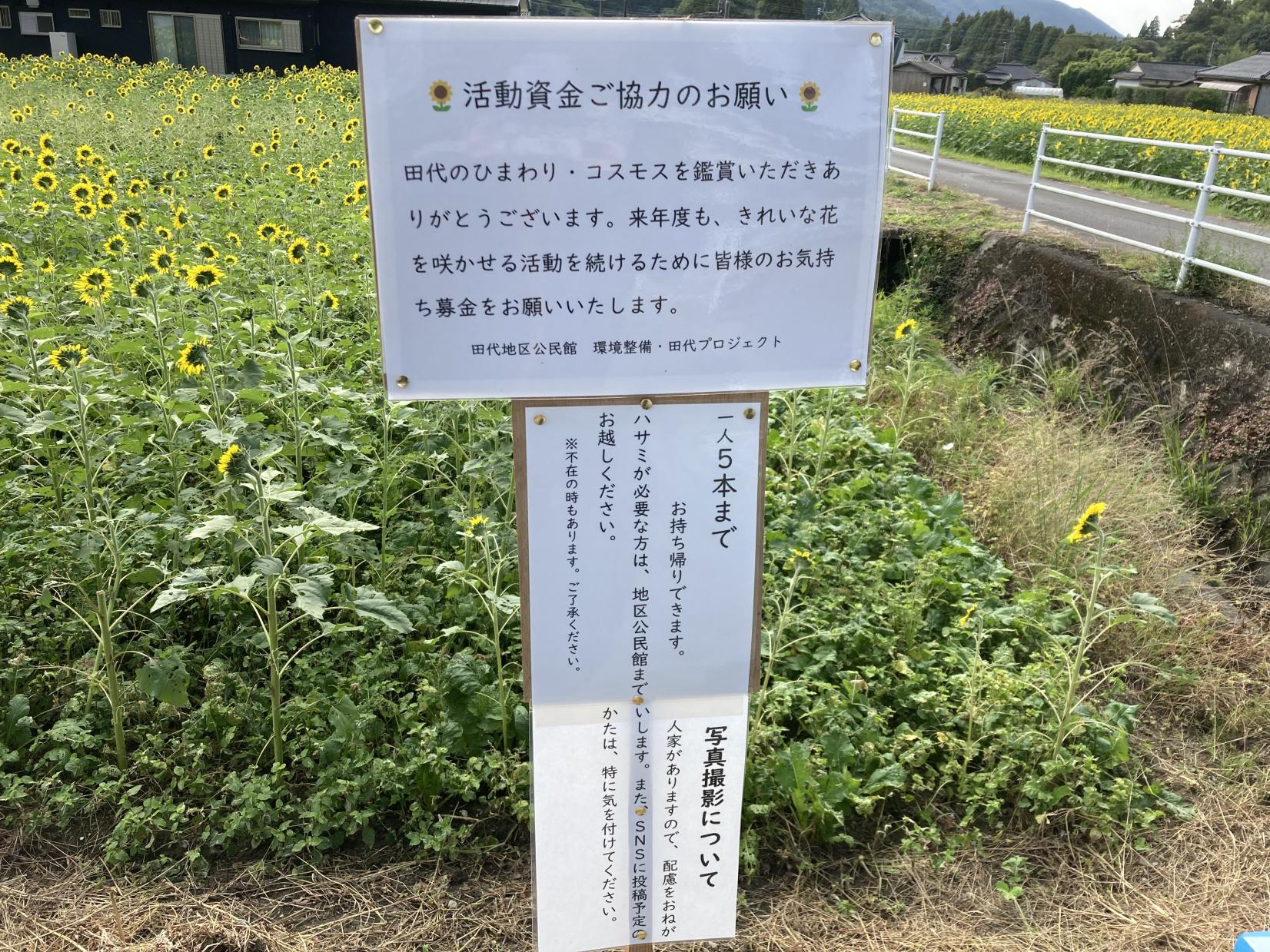 【南九州市】田代のコスモスとひまわり-8