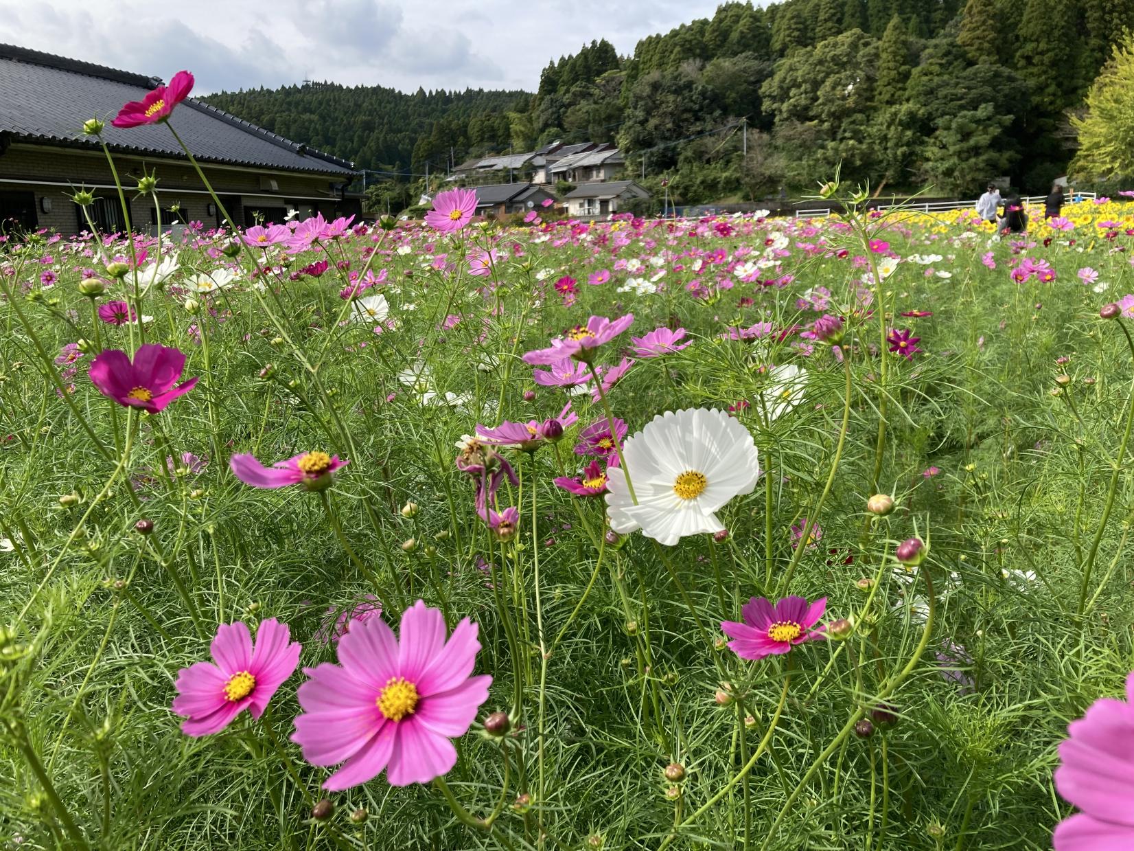 【南九州市】田代のコスモスとひまわり-6