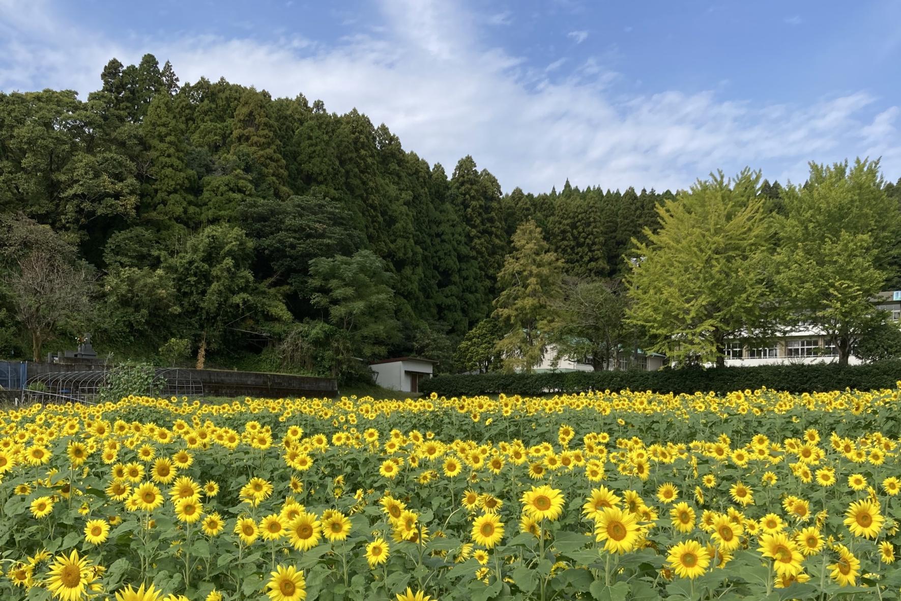 【南九州市】田代のコスモスとひまわり-0