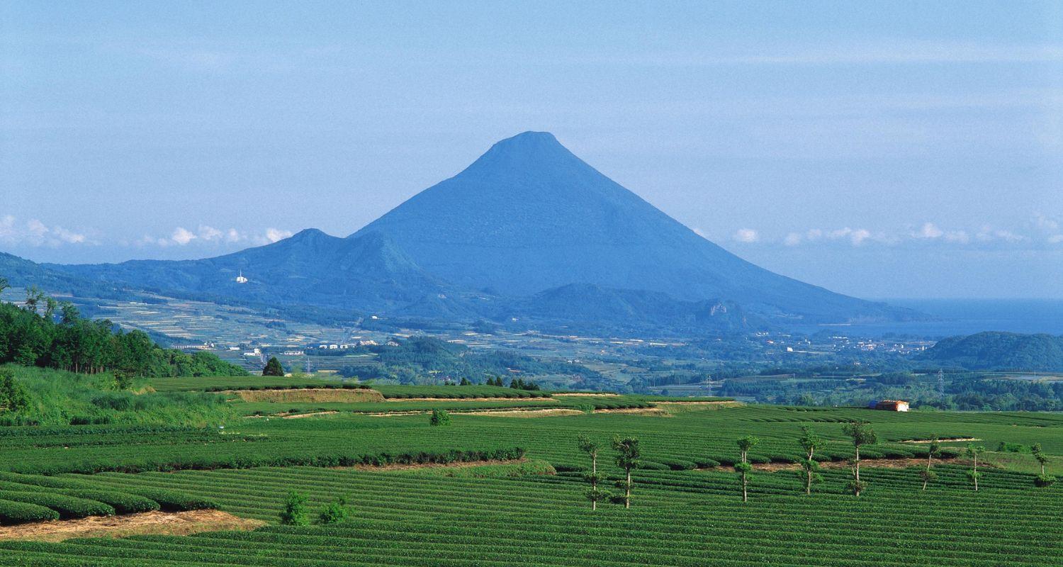 生産量日本一の「かごしま茶」-0