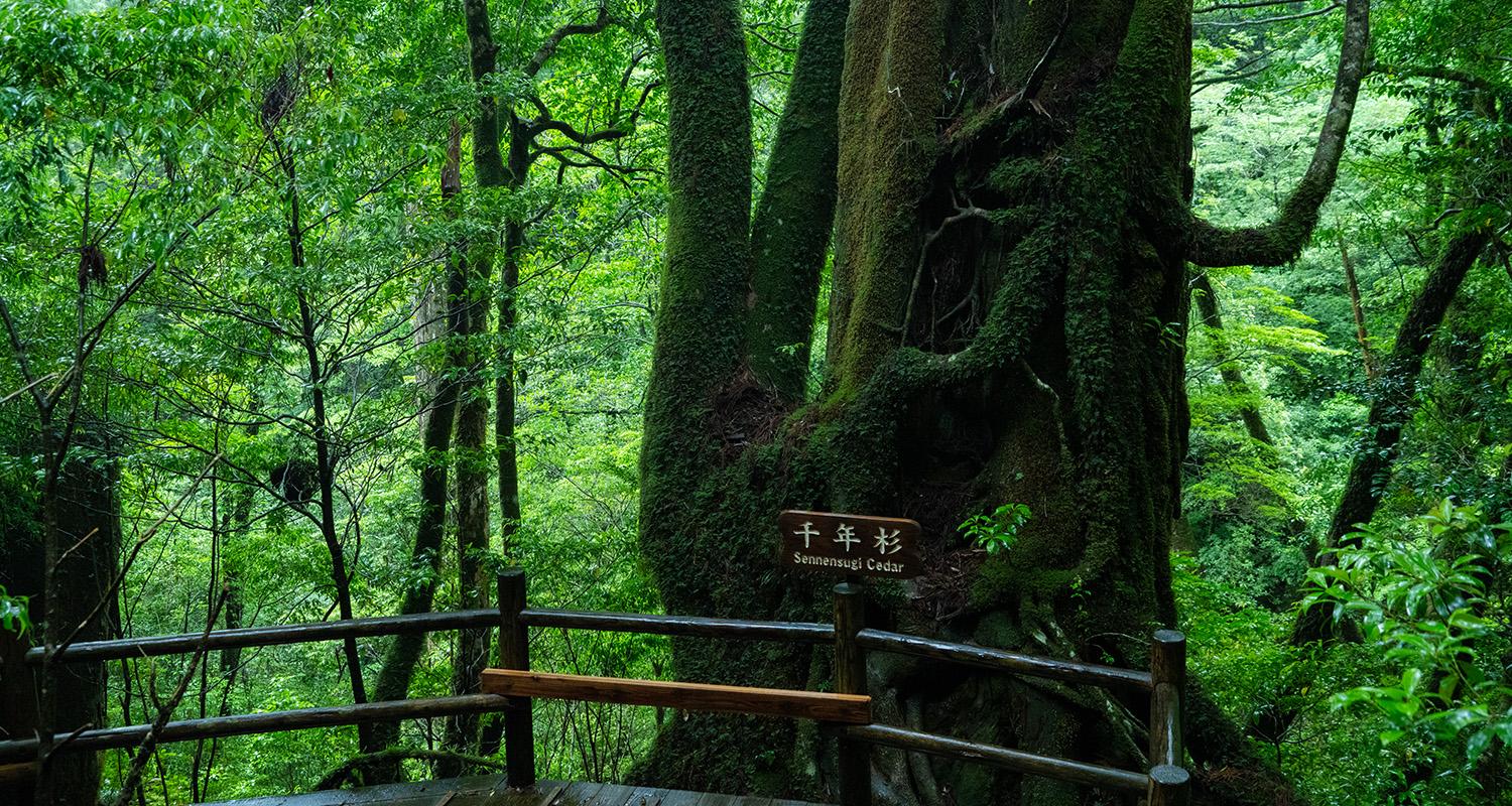 世界自然遺産　屋久島「里のくらし」-0