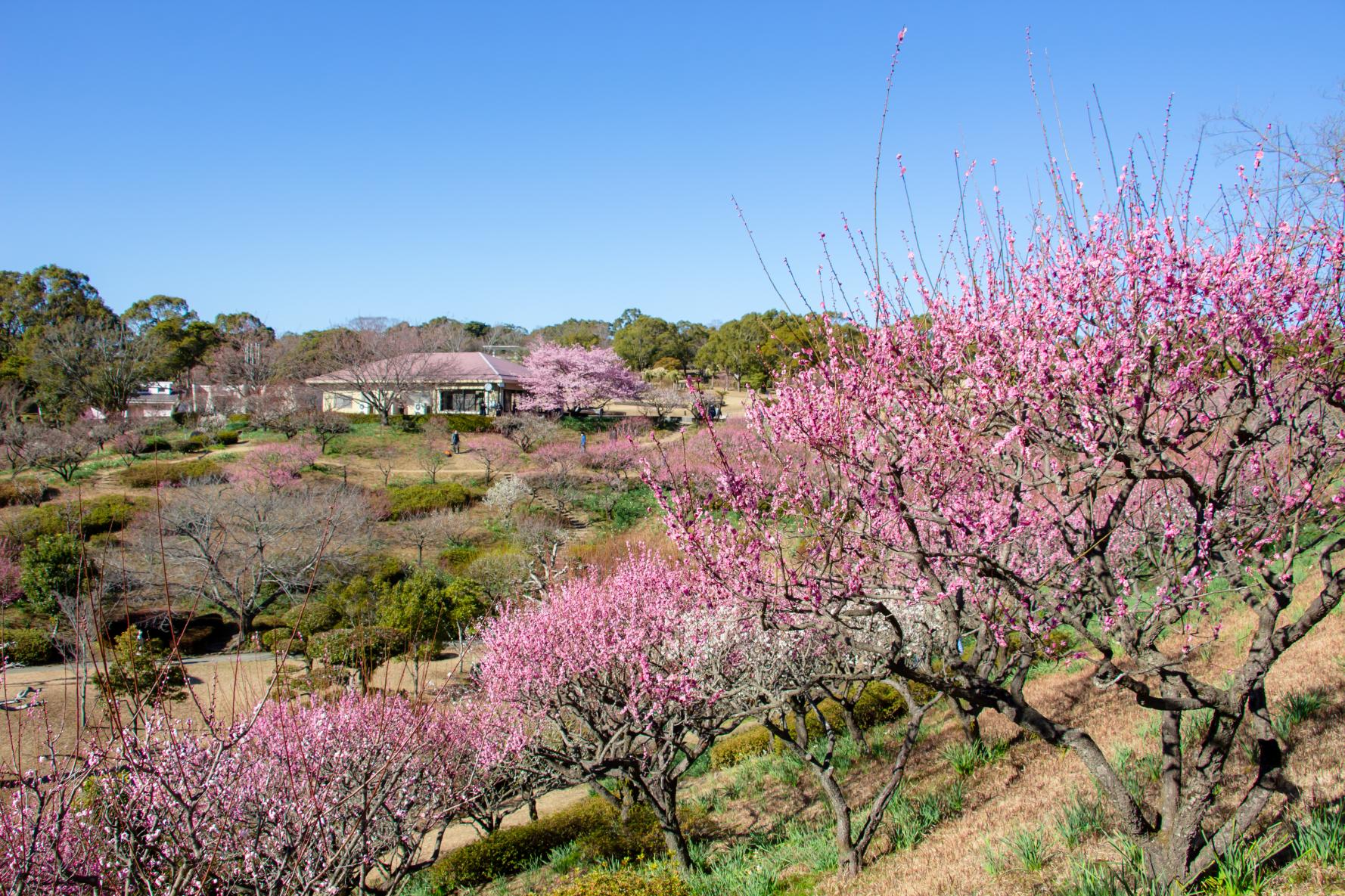 オアシスケア吉野公園（鹿児島市）-0