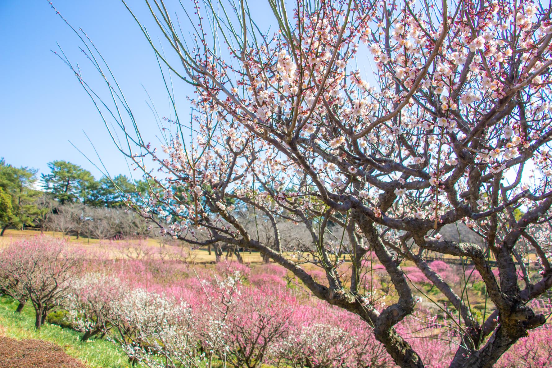 オアシスケア吉野公園（鹿児島市）-1
