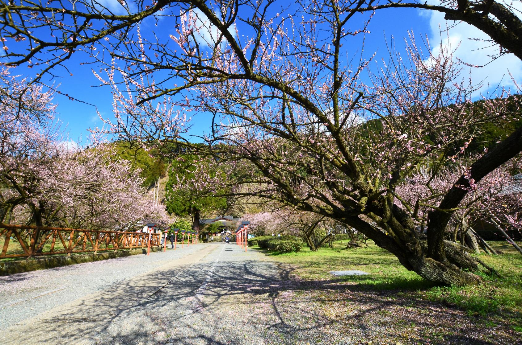 藤川天神（薩摩川内市）-1