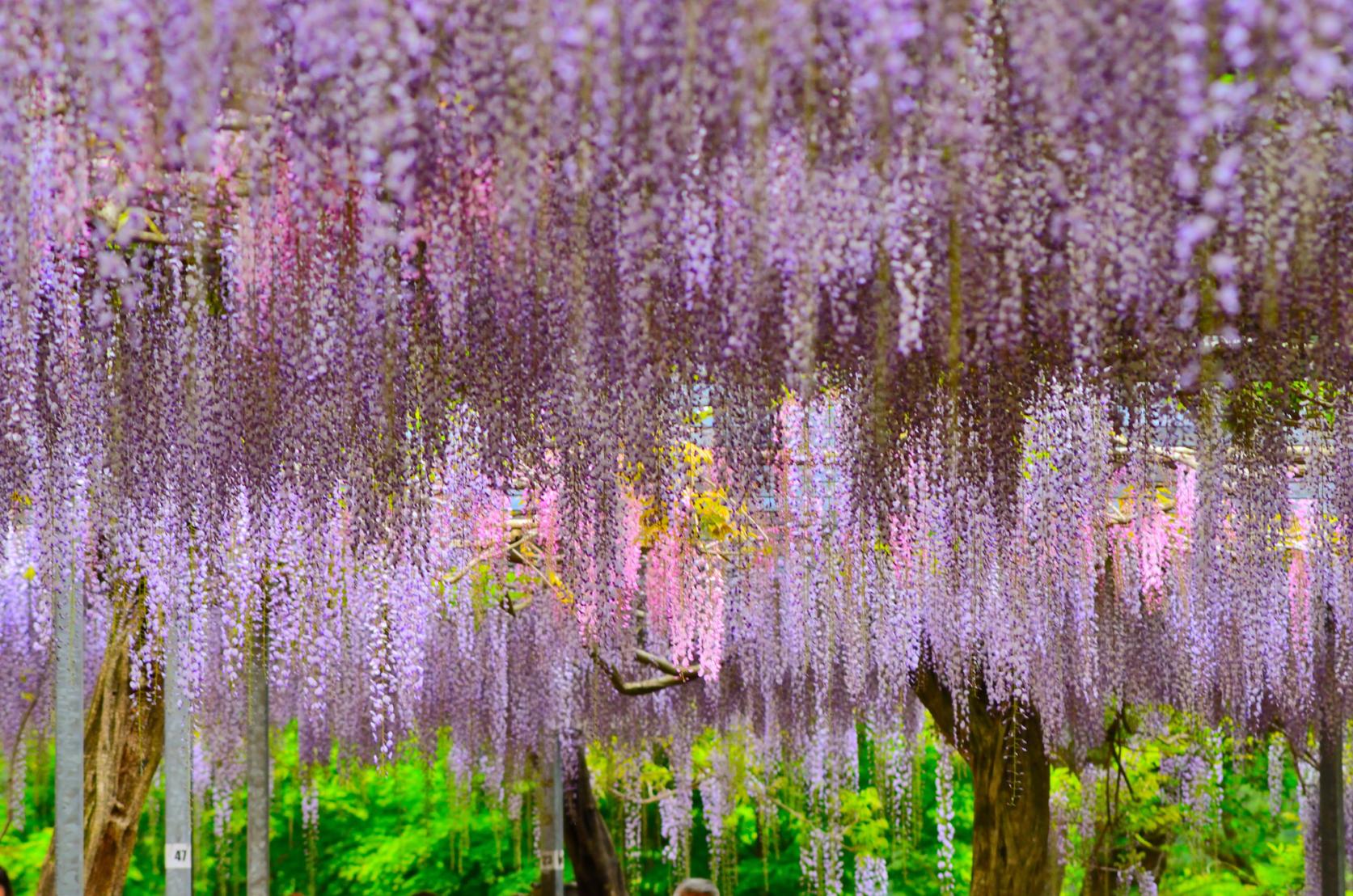 和気神社・和気公園（霧島市）-0