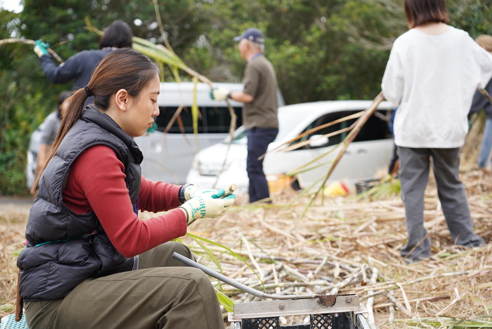 はじめてのサトウキビ収穫と植え付け　-2
