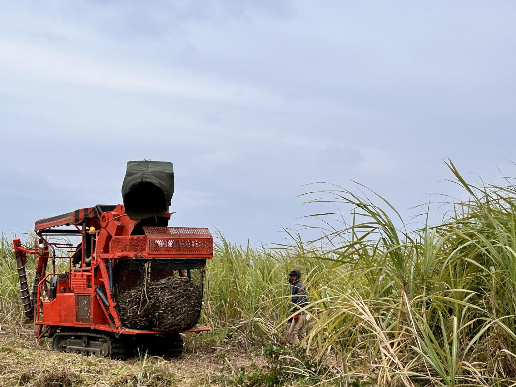 はじめてのサトウキビ収穫と植え付け　-6