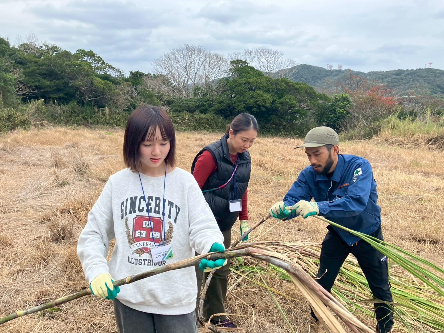 はじめてのサトウキビ収穫と植え付け　-3