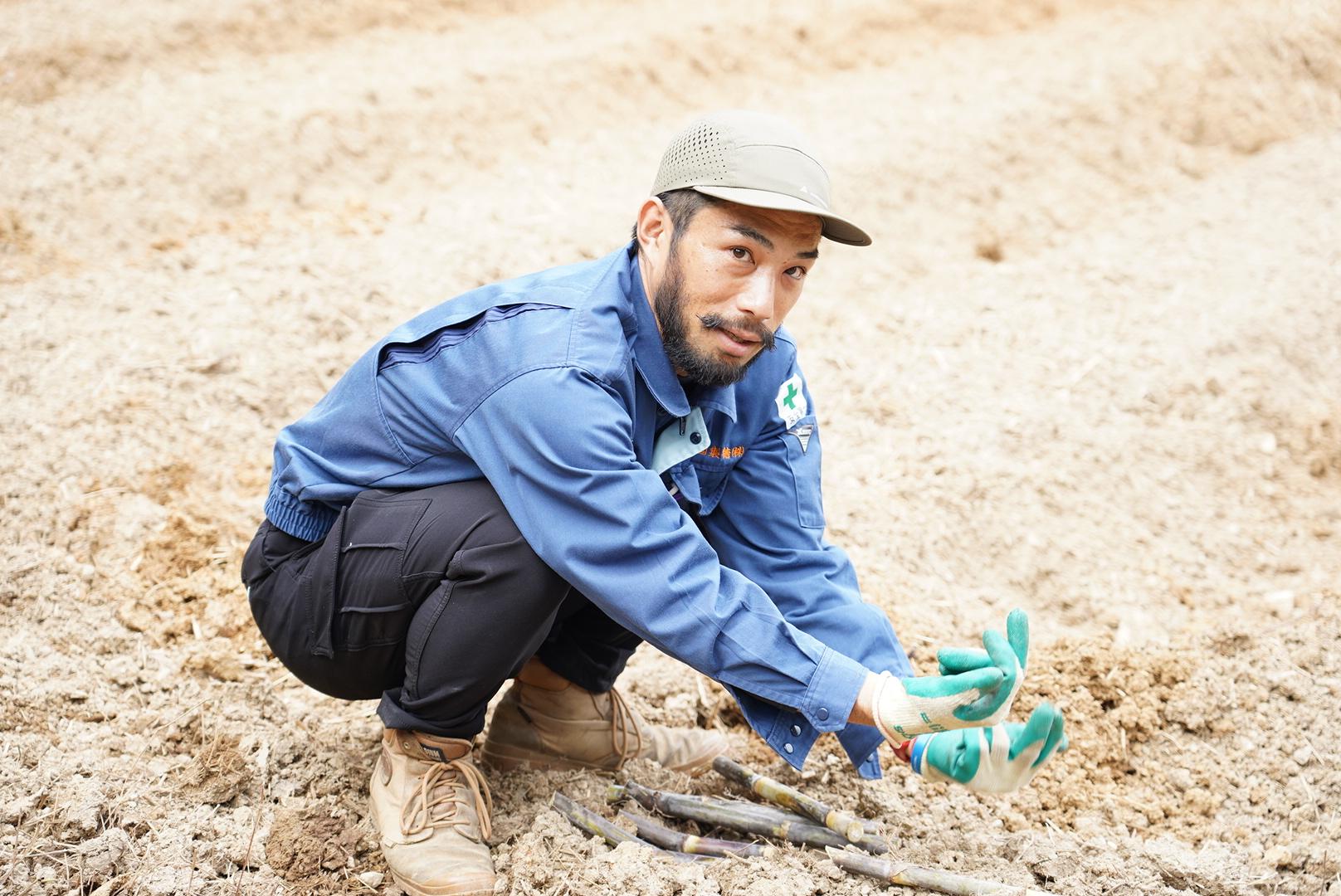 はじめてのサトウキビ収穫と植え付け　-5