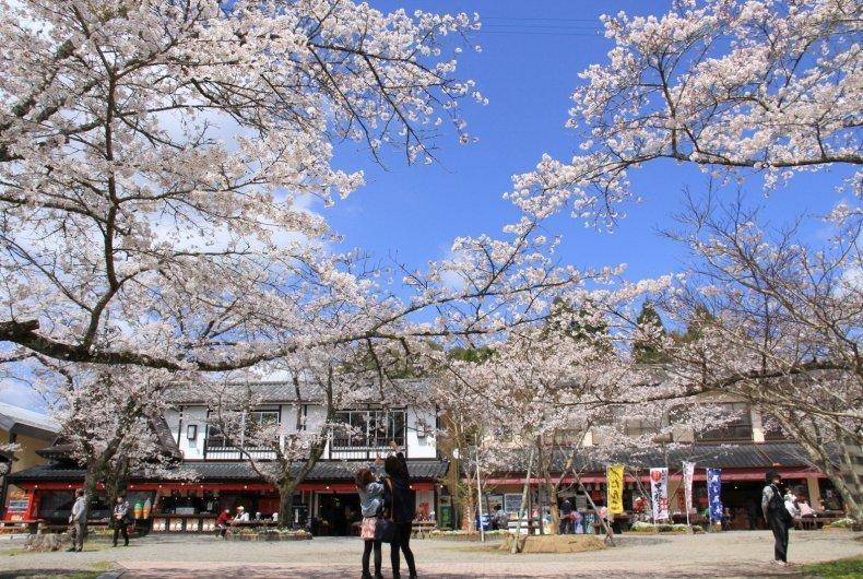 曽木の滝公園-1