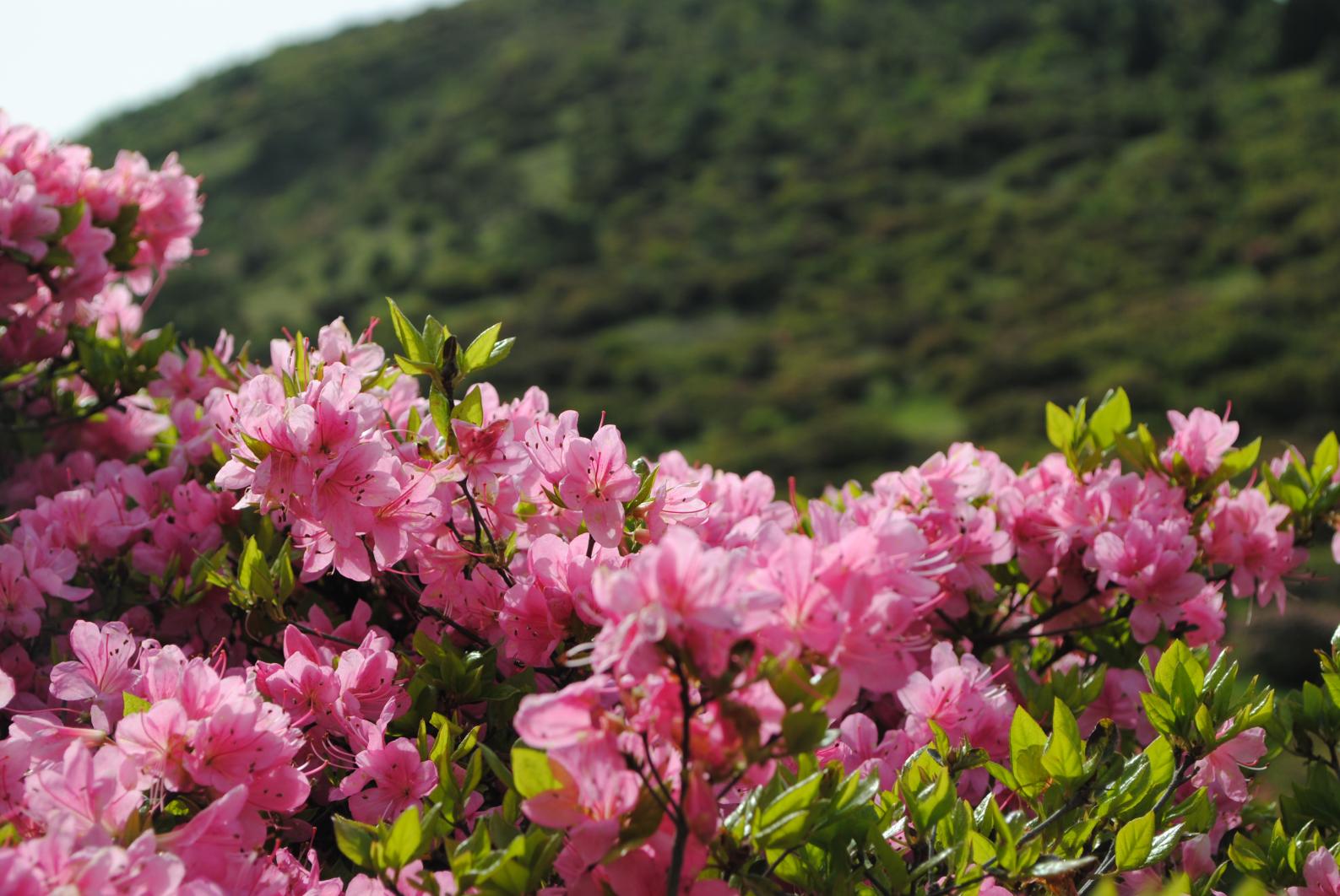 高峠つつじヶ丘公園（垂水市）-4