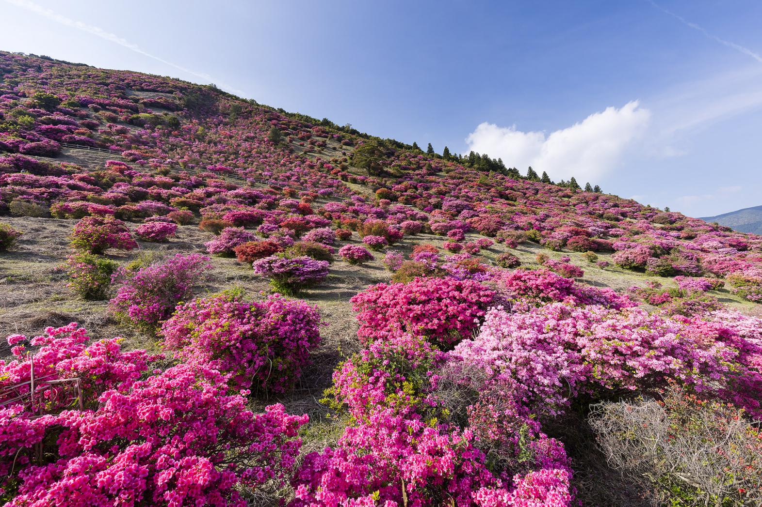 高峠つつじヶ丘公園（垂水市）-1