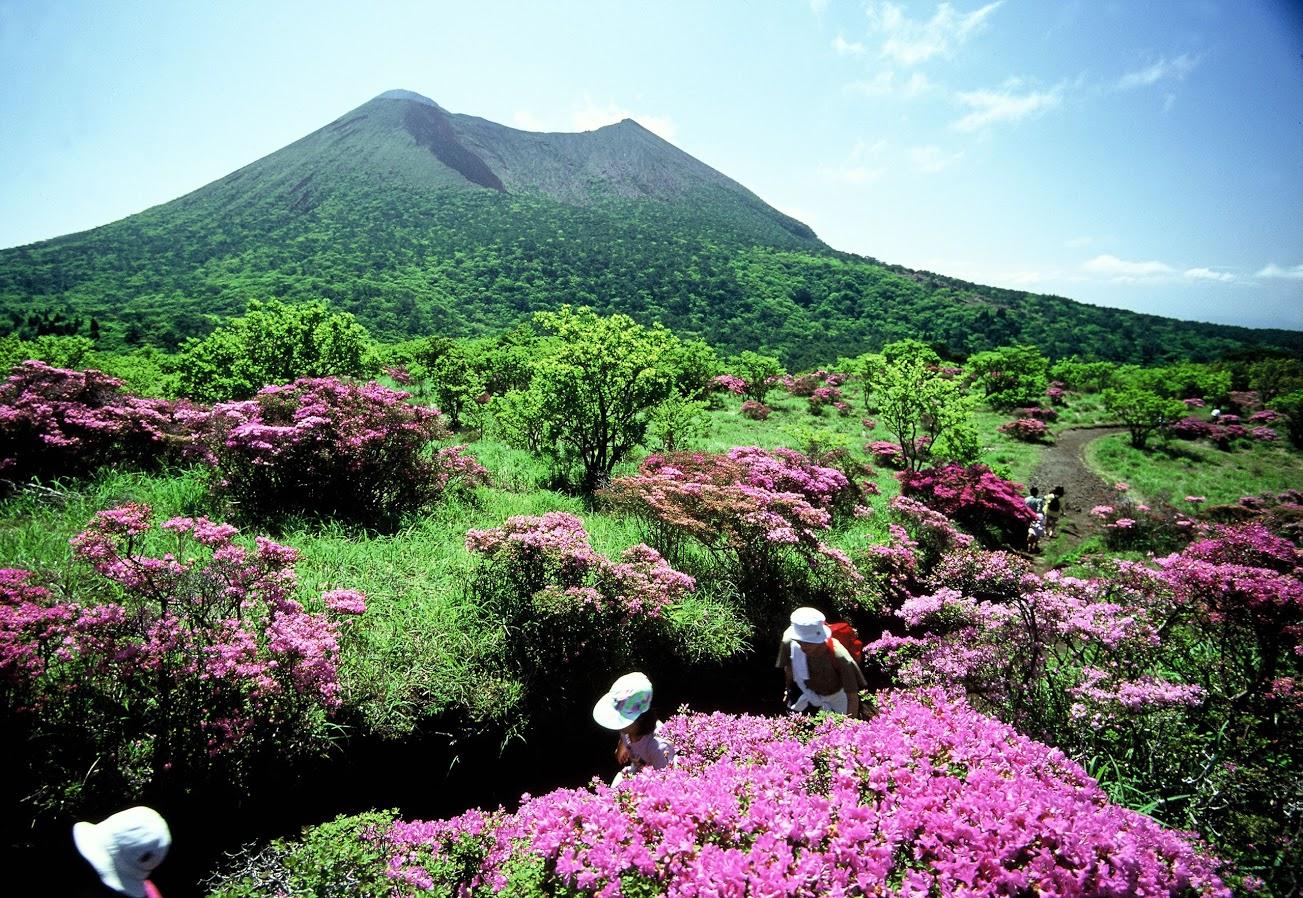 霧島山のミヤマキリシマ（鹿児島県霧島市・宮崎県えびの市）-3