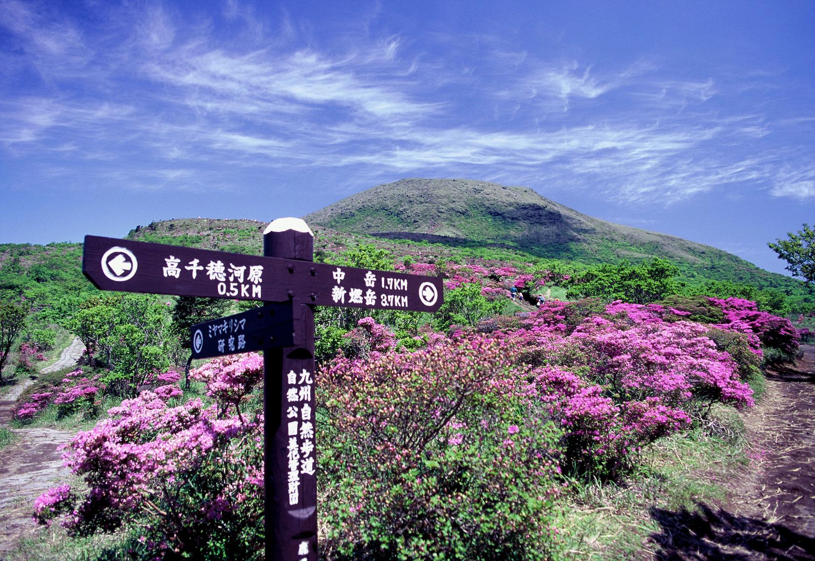 霧島山のミヤマキリシマ（鹿児島県霧島市・宮崎県えびの市）-6