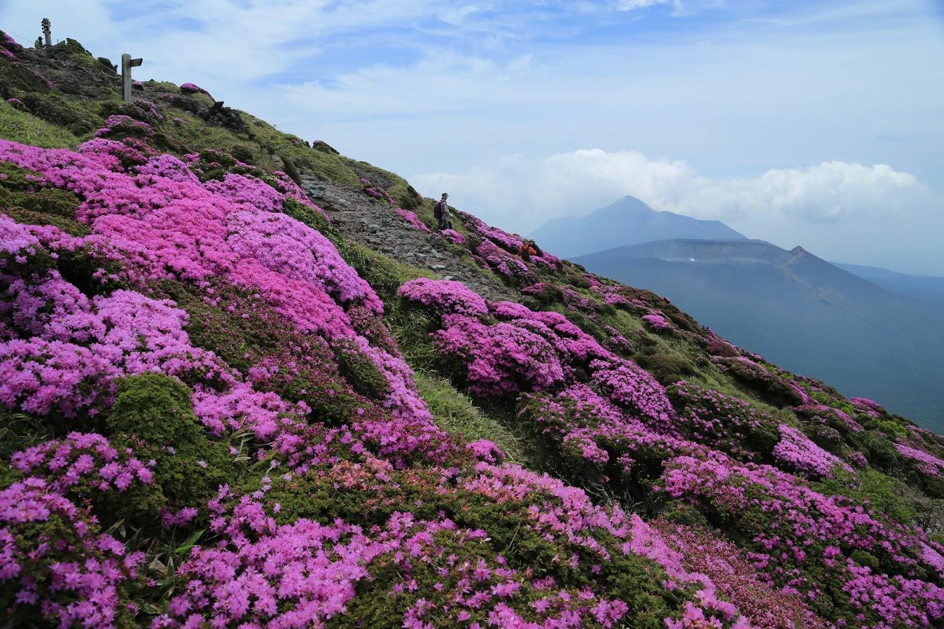 霧島山のミヤマキリシマ（鹿児島県霧島市・宮崎県えびの市）-1