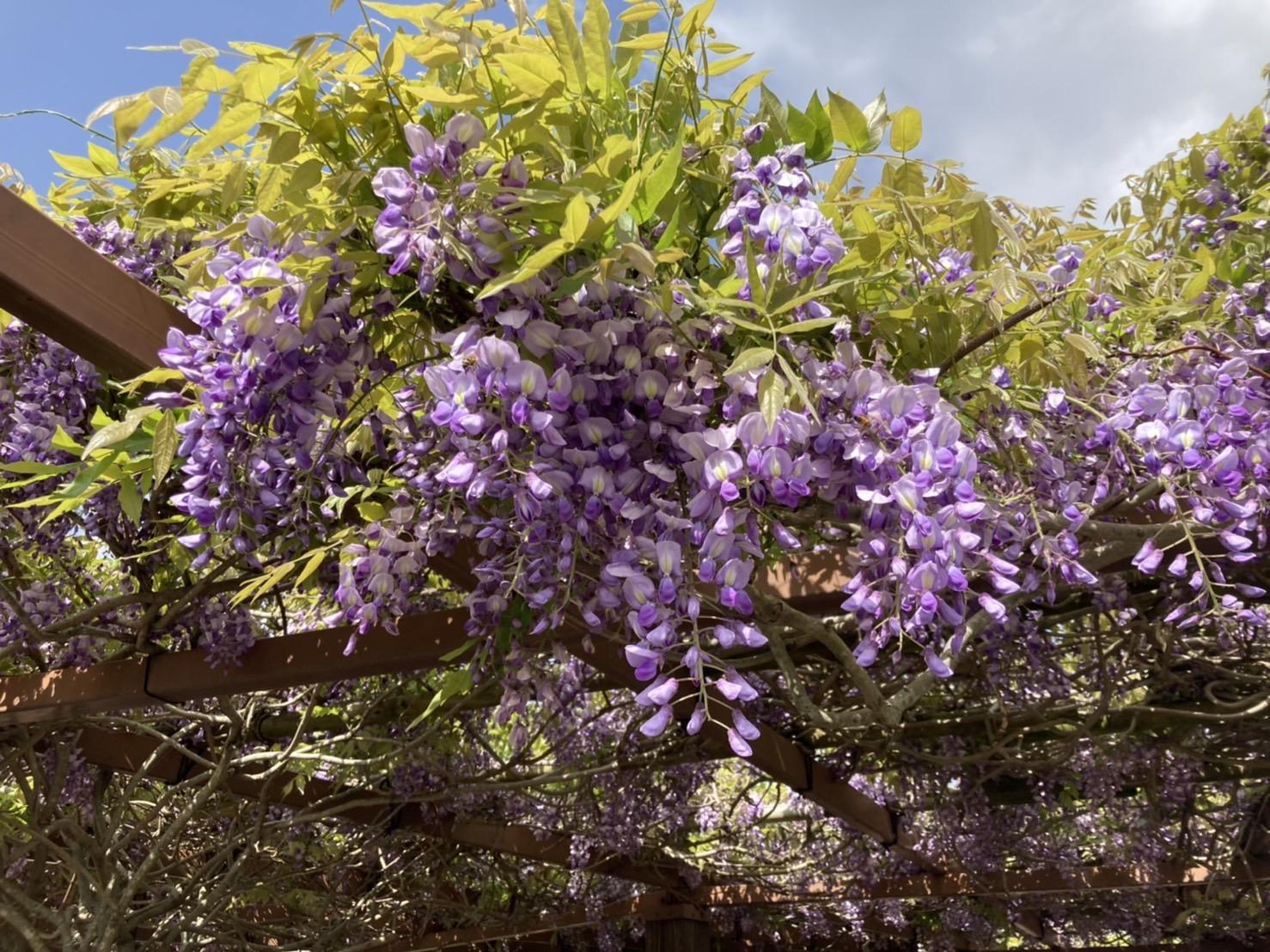 知覧武家屋敷庭園群（南九州市）-2