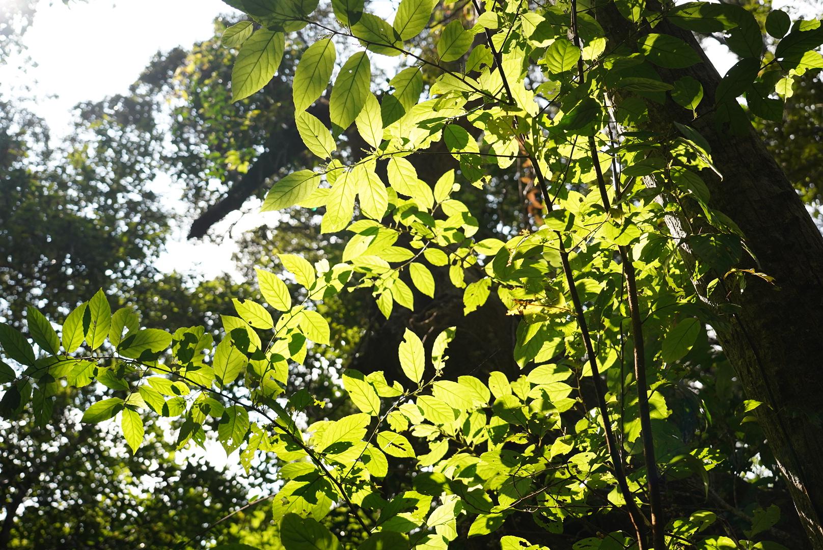 亜熱帯性気候の生態系を観察　　ネイチャーガイドとのガイドウォーク-4