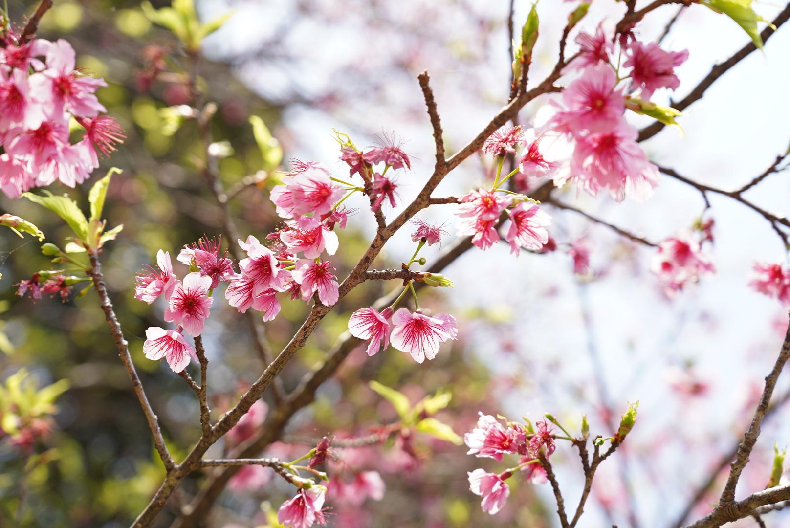 亜熱帯性気候の生態系を観察　　ネイチャーガイドとのガイドウォーク-6
