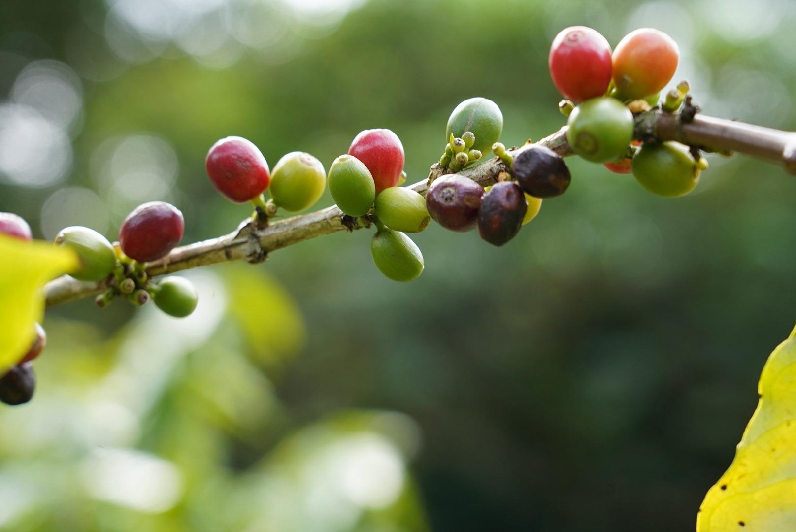 希少価値が高いな国産コーヒーを栽培される龍郷珈琲園へ　-1