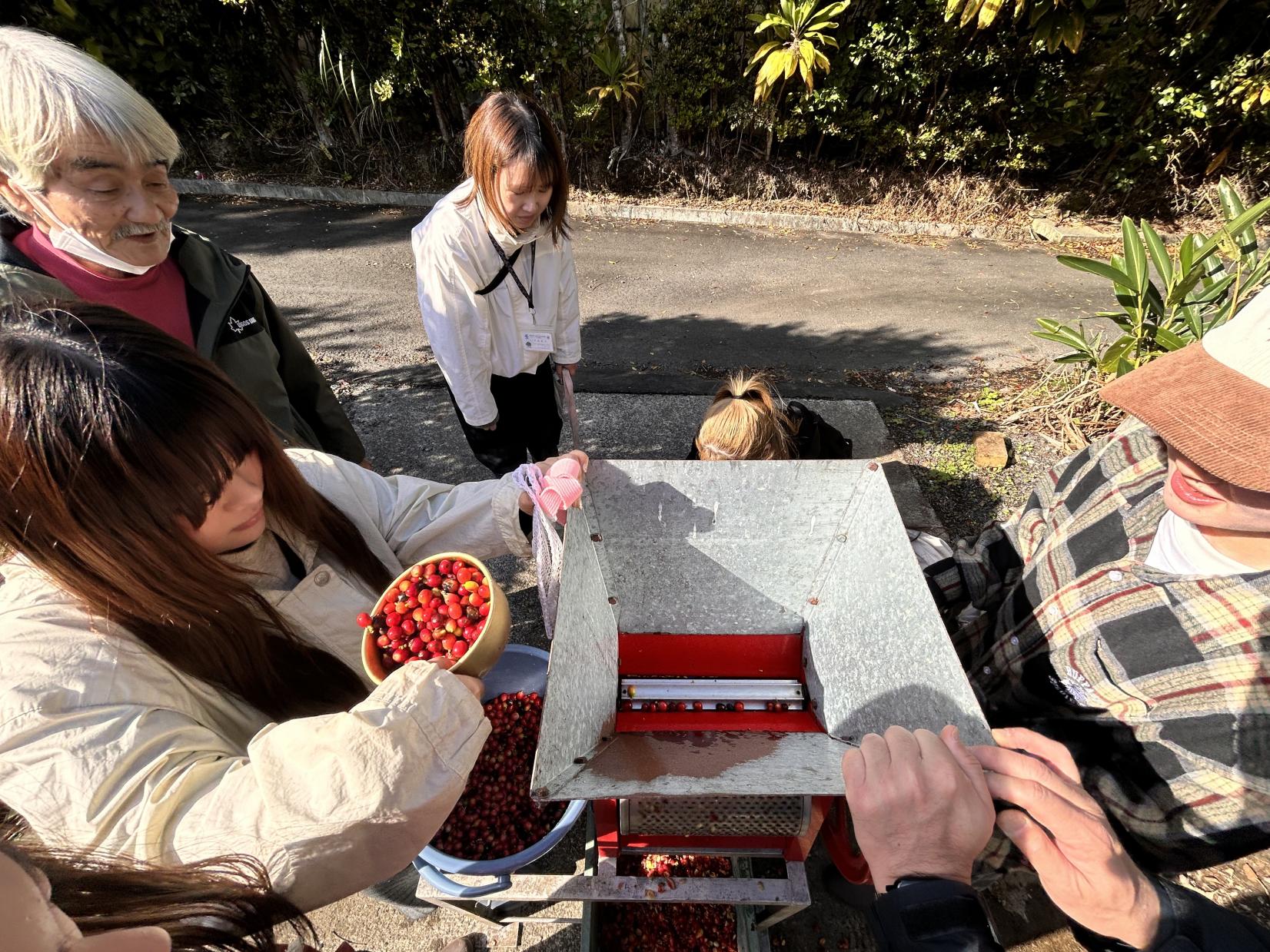 希少価値が高いな国産コーヒーを栽培される龍郷珈琲園へ　-5