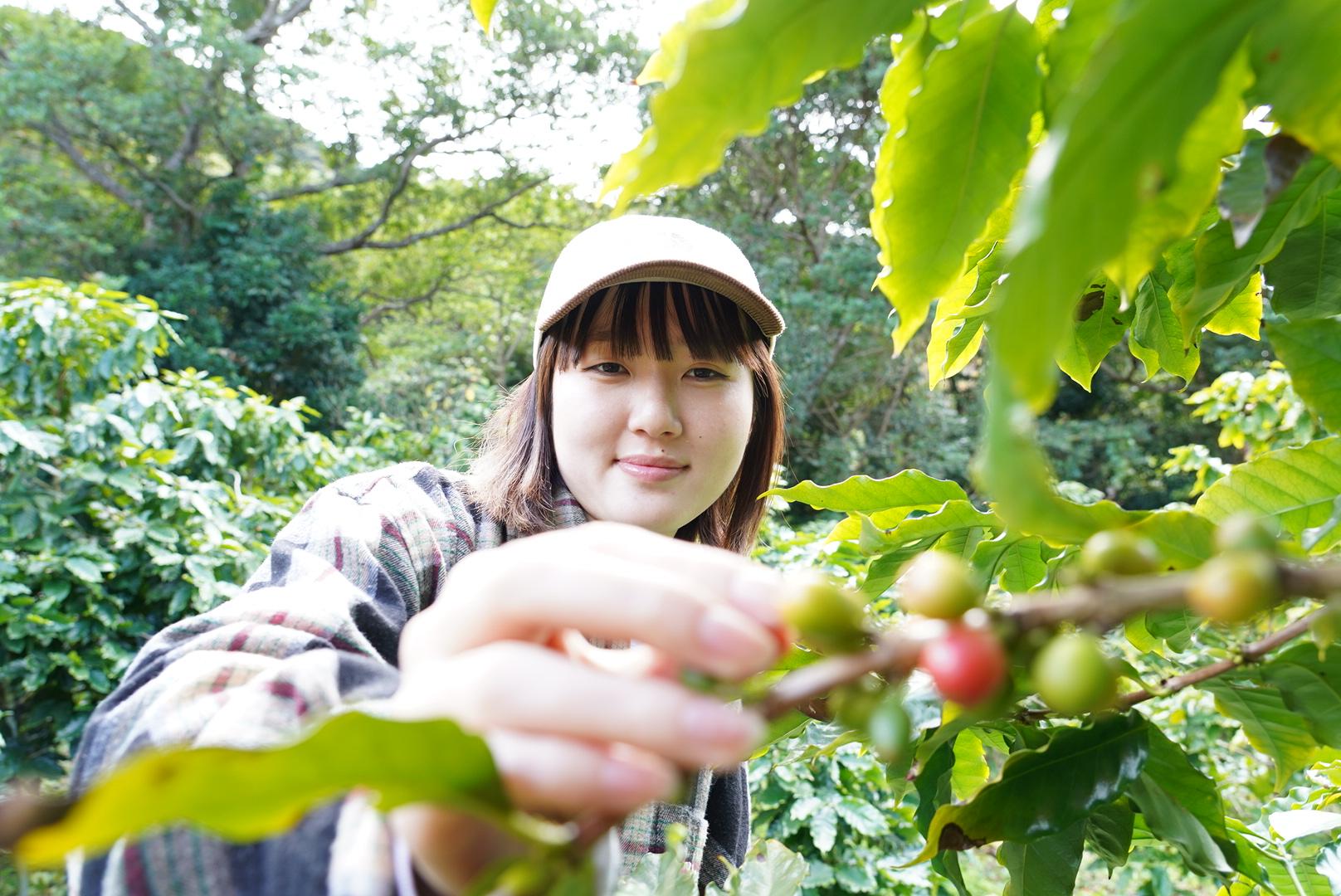 希少価値が高いな国産コーヒーを栽培される龍郷珈琲園へ　-0