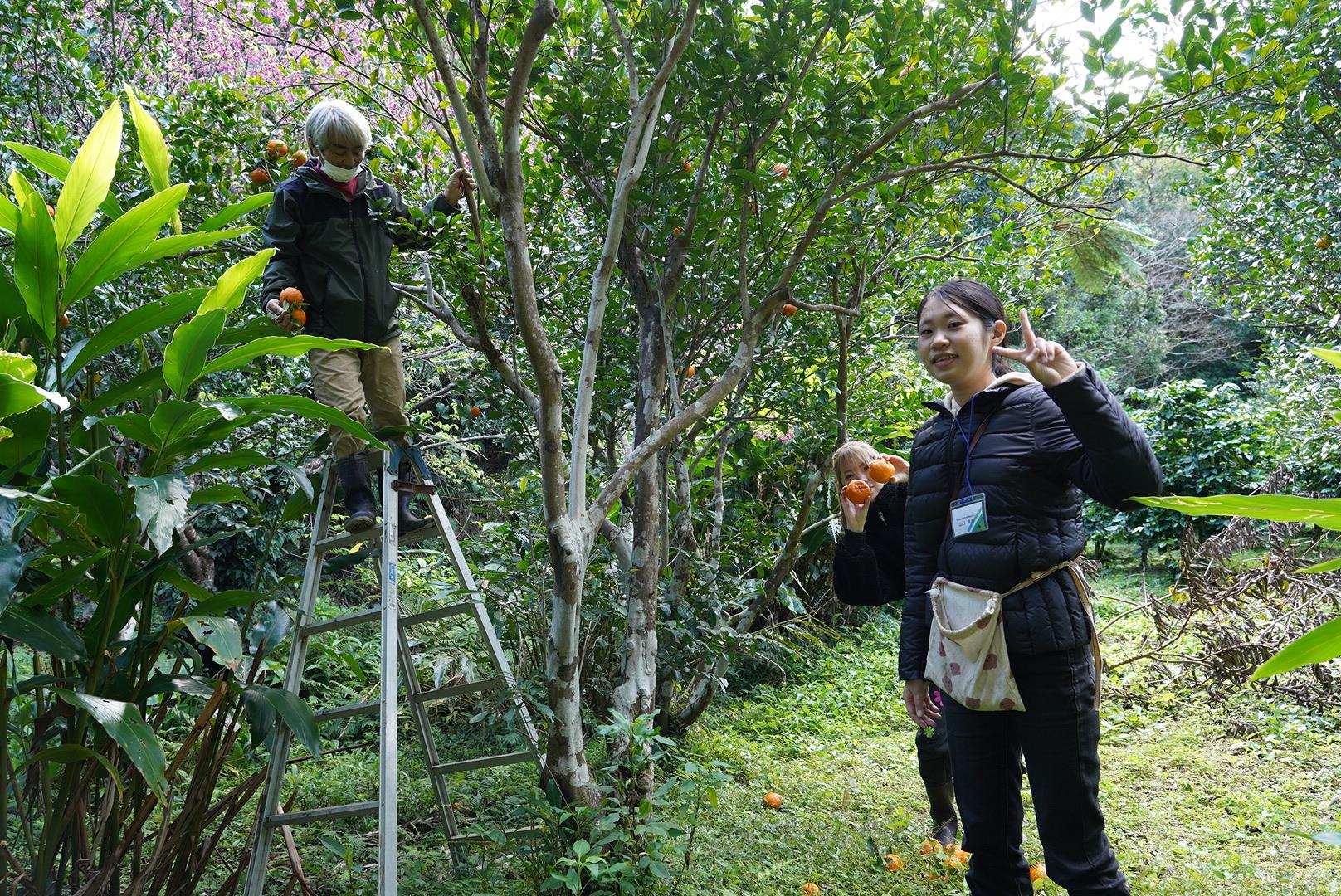 希少価値が高いな国産コーヒーを栽培される龍郷珈琲園へ　-4