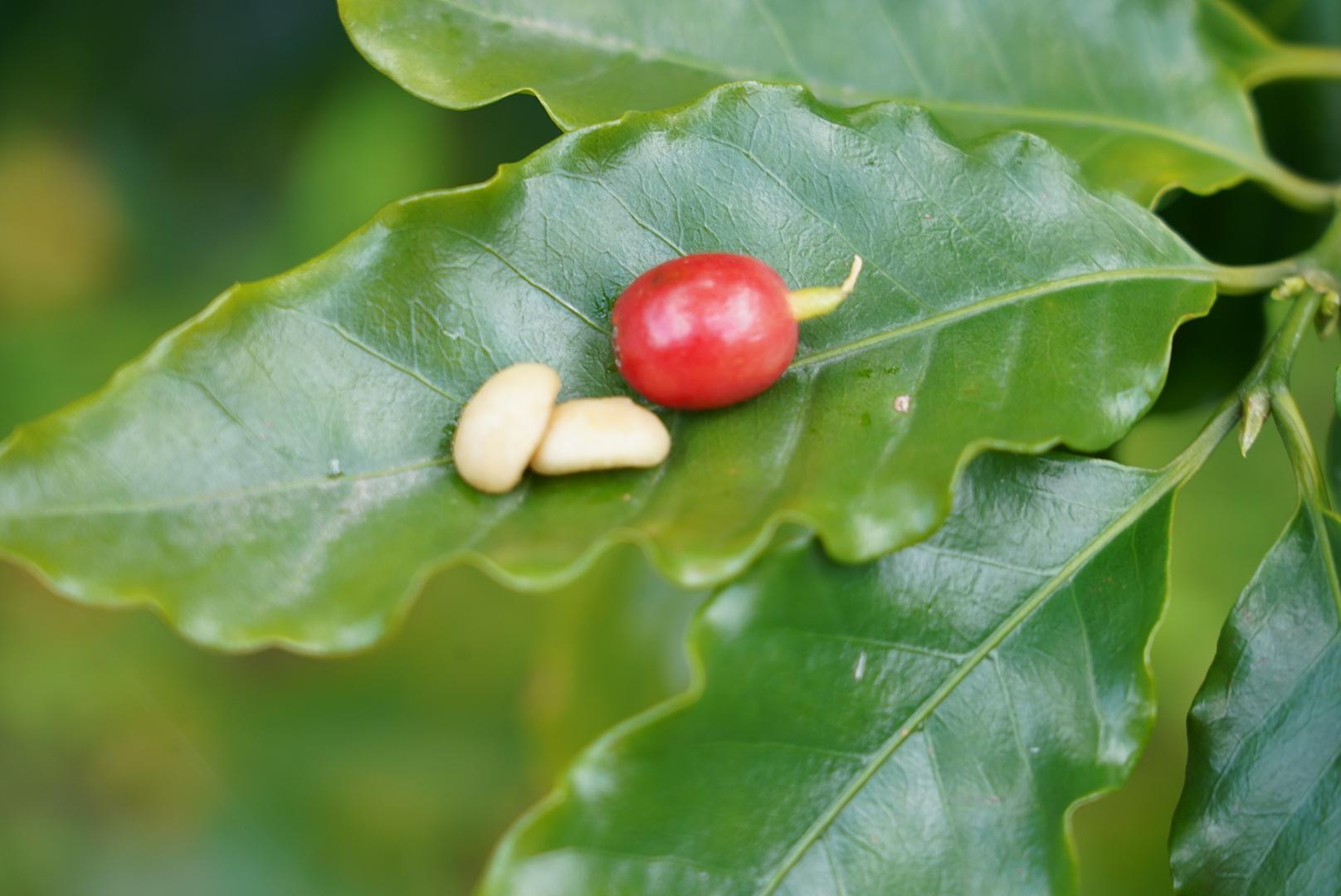 希少価値が高いな国産コーヒーを栽培される龍郷珈琲園へ　-2
