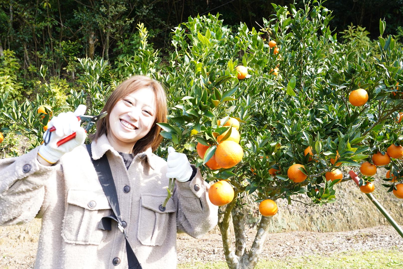 大和村フルーツ農園-3