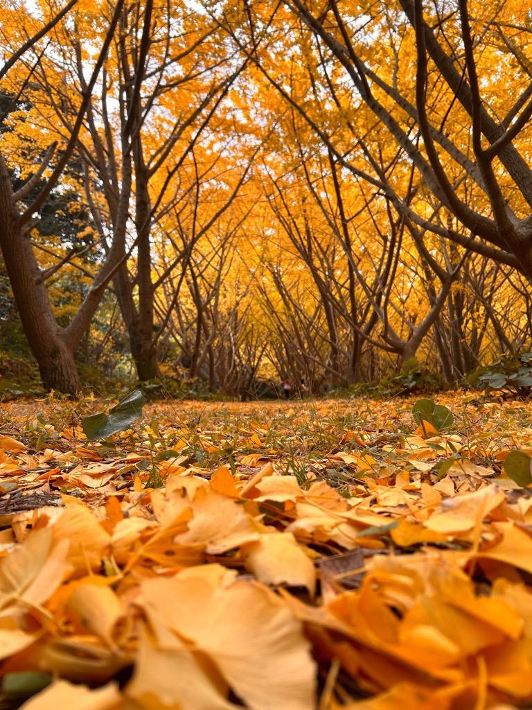 高隈山エリアの祭り・イベント-6