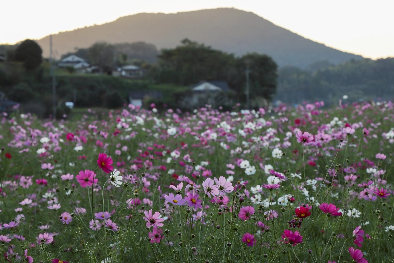 【さつま町】久富木区のコスモス畑-0