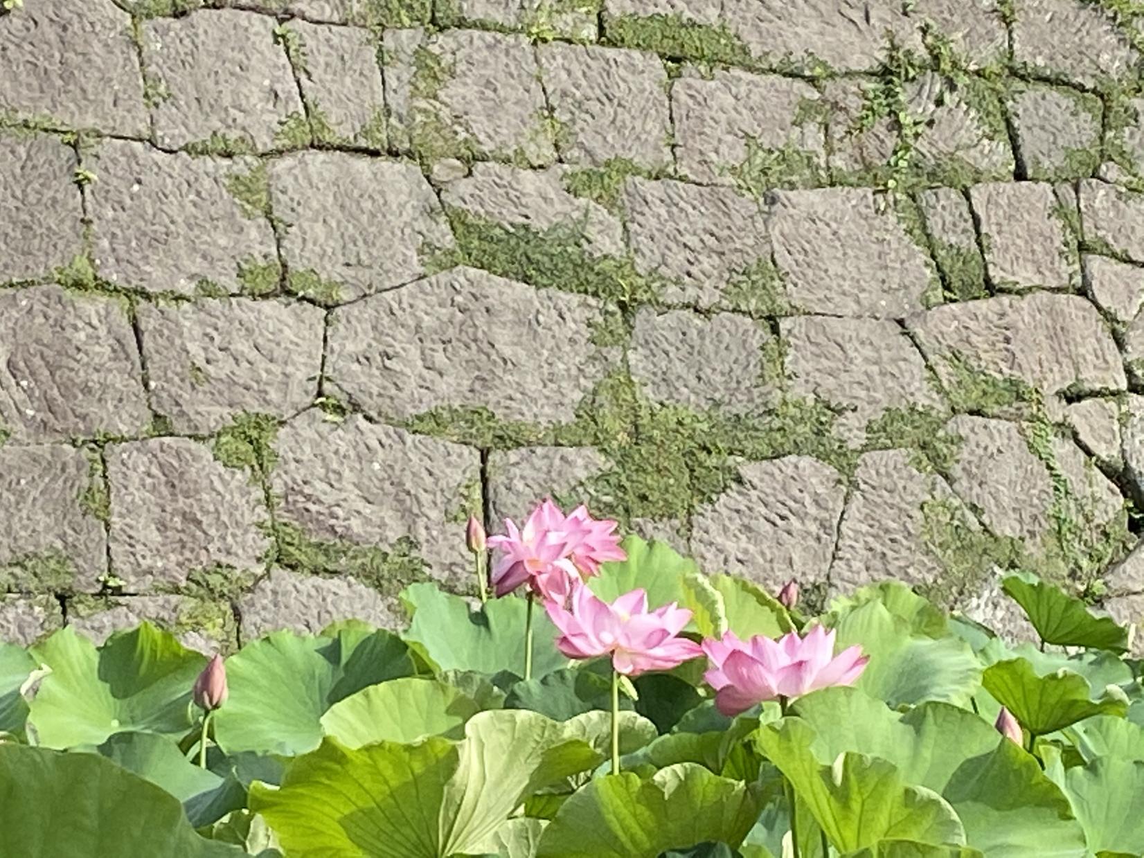 【鹿児島市】鹿児島城（鶴丸城）跡のお堀の蓮-6