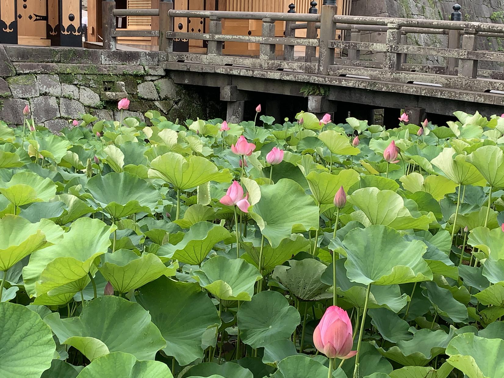 【鹿児島市】鹿児島城（鶴丸城）跡のお堀の蓮-4