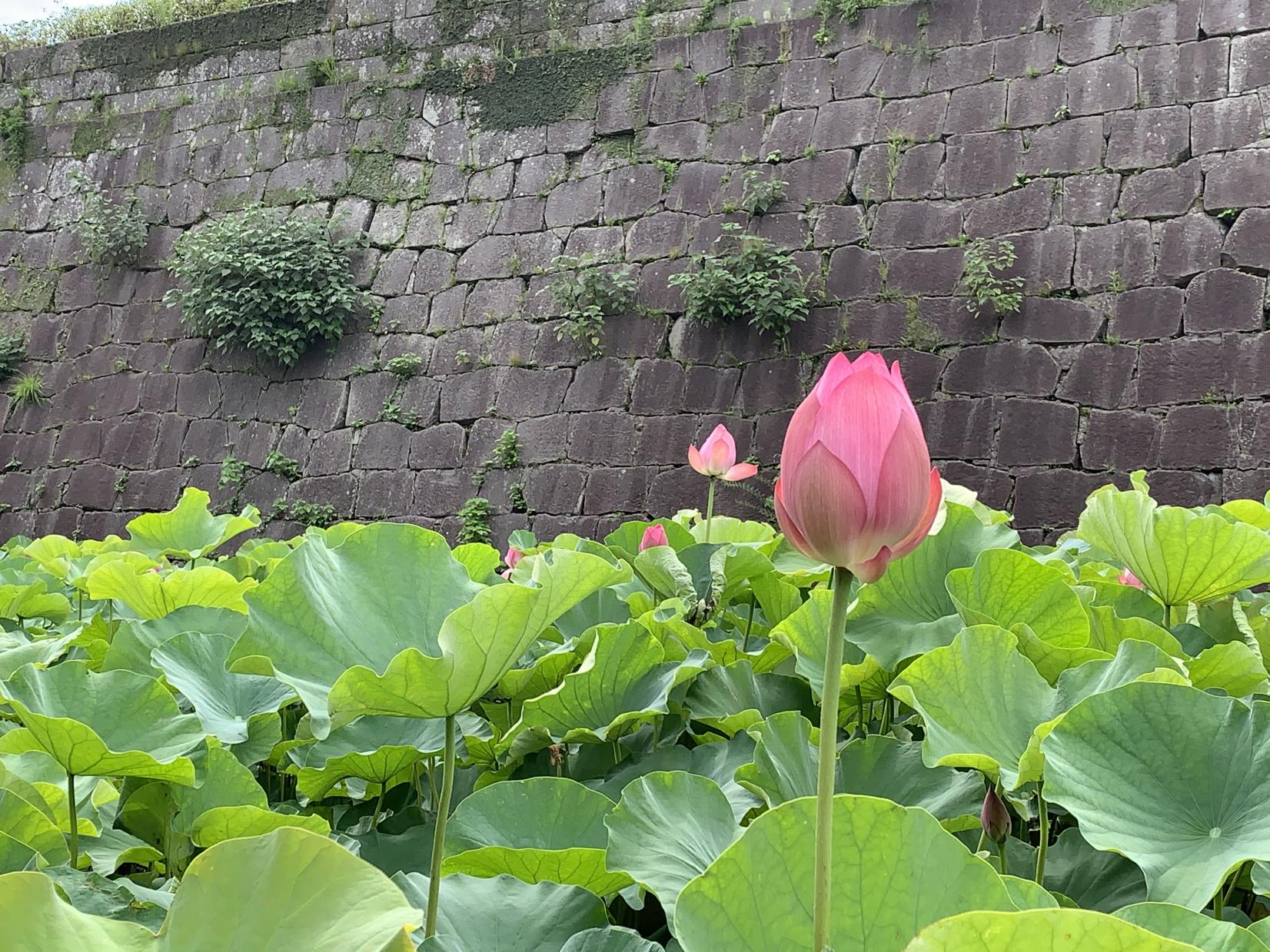 【鹿児島市】鹿児島城（鶴丸城）跡のお堀の蓮-1