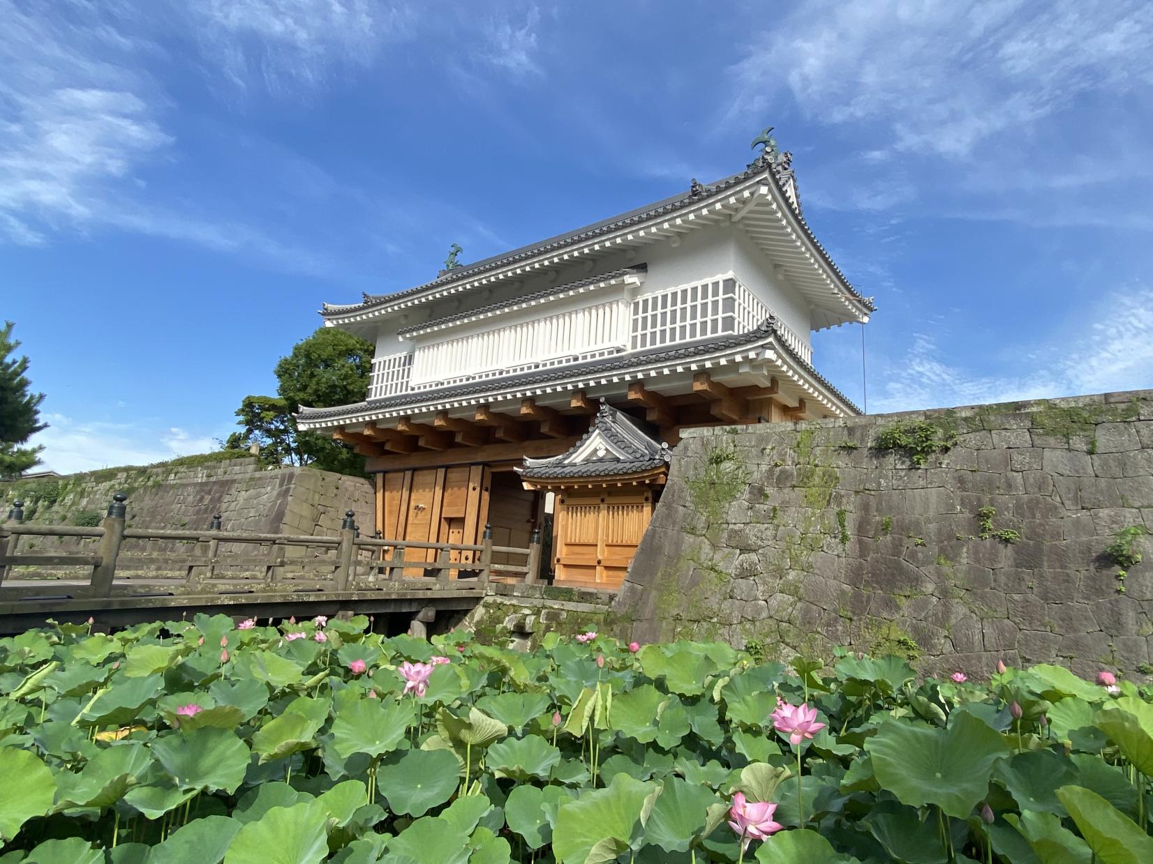 【鹿児島市】鹿児島城（鶴丸城）跡のお堀の蓮-5