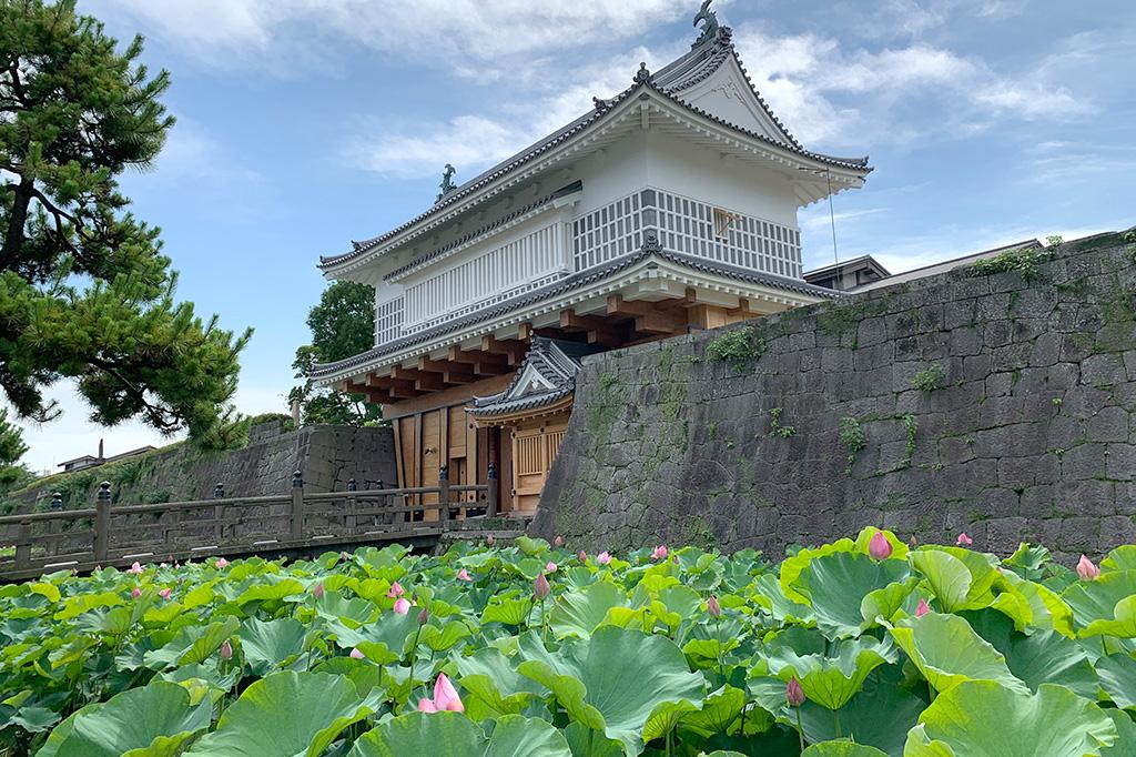 【鹿児島市】鹿児島城（鶴丸城）跡のお堀の蓮-0