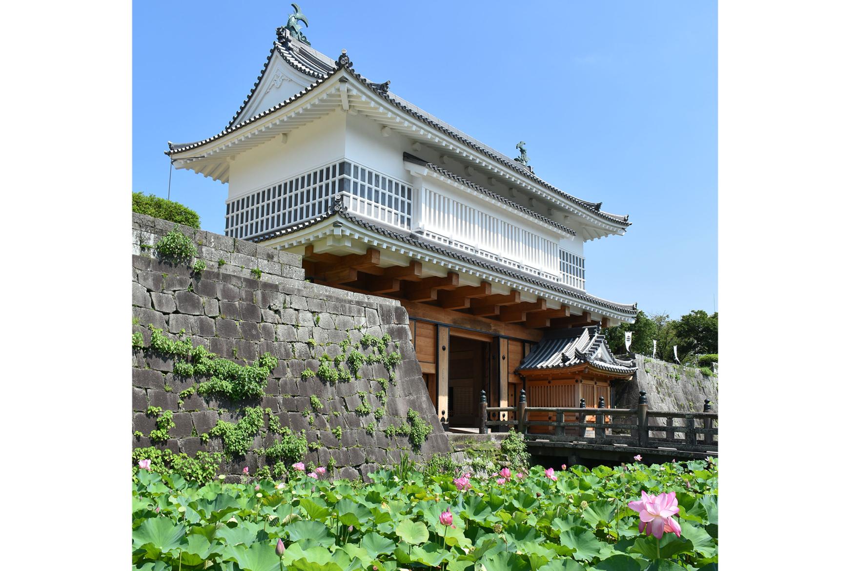 【鹿児島市】鹿児島城（鶴丸城）跡のお堀の蓮-2