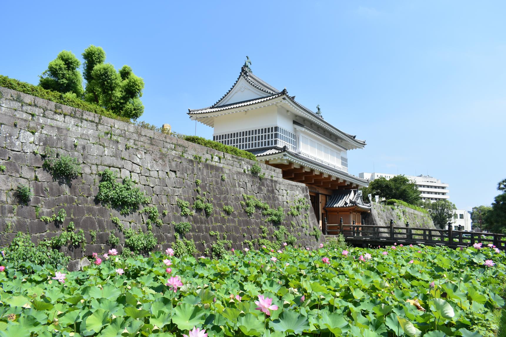 【鹿児島市】鹿児島城（鶴丸城）跡のお堀の蓮-3