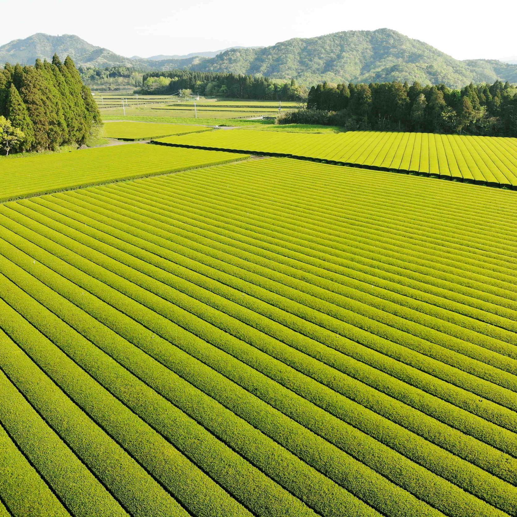 志布志のお土産・特産品　【お茶】-0