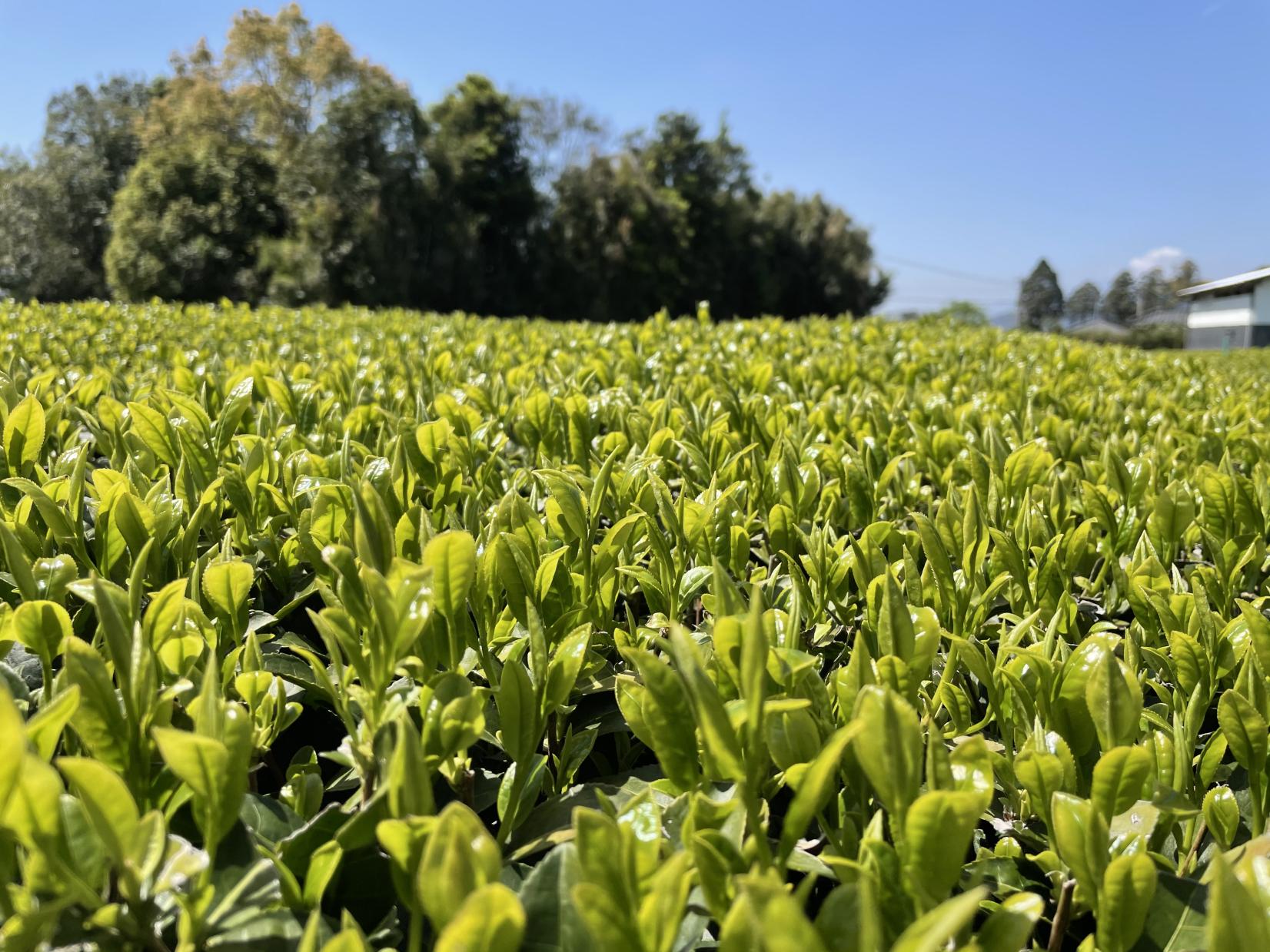 志布志のお土産・特産品　【お茶】-1