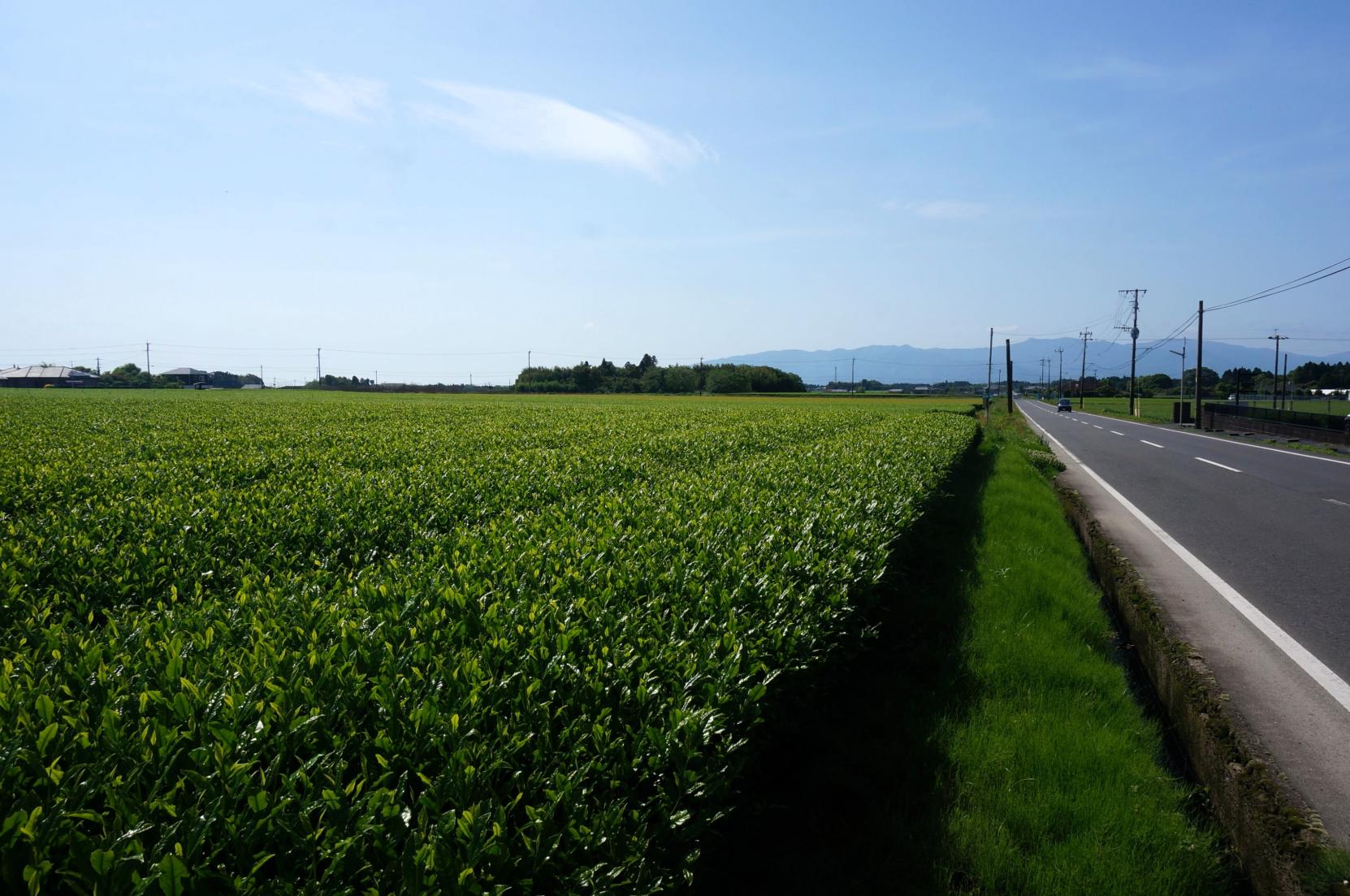 志布志のお土産・特産品　【お茶】-2