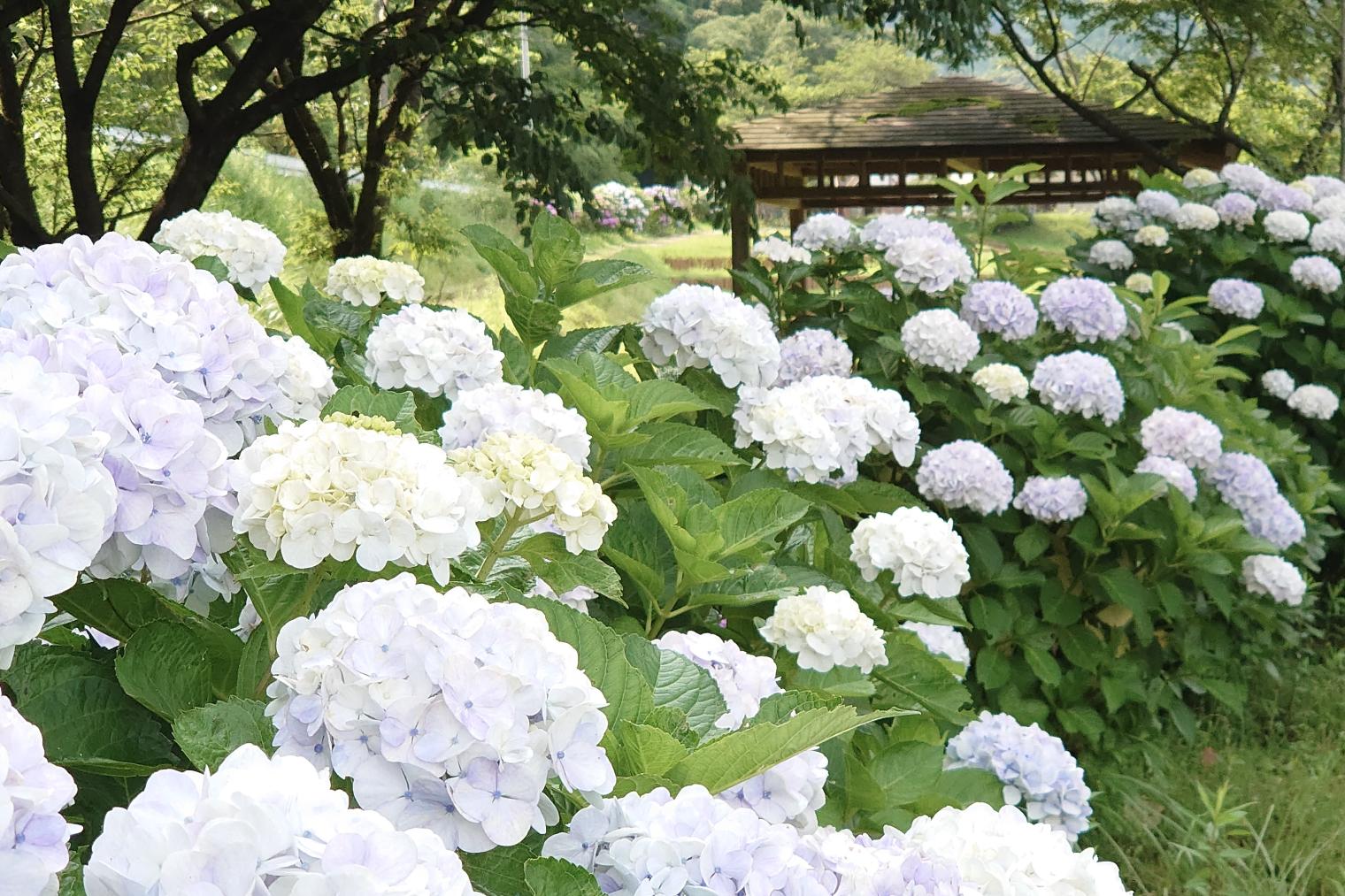 【鹿屋市】大隅湖-2
