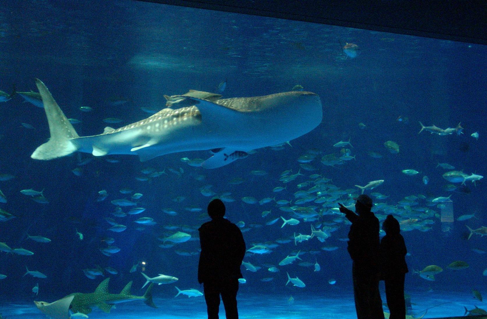 いおワールドかごしま水族館（鹿児島市）-1