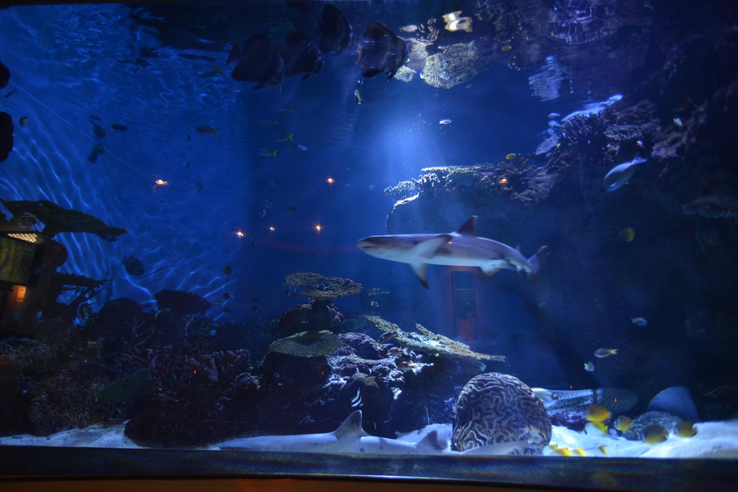 いおワールドかごしま水族館（鹿児島市）-3