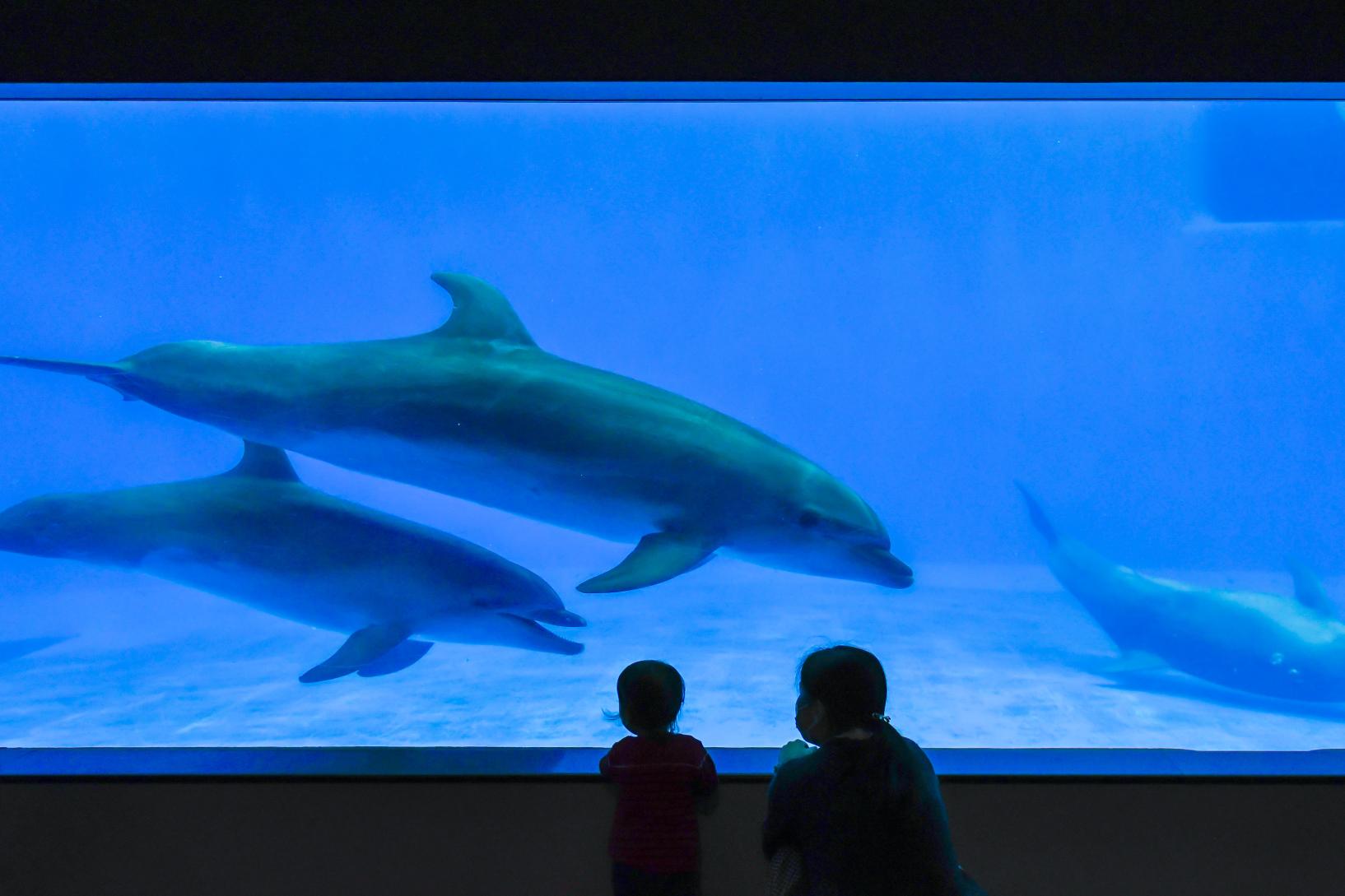 いおワールドかごしま水族館（鹿児島市）-6