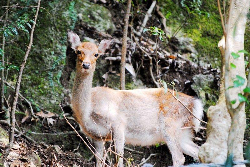 世界遺産 屋久島をぐるっと体感！2泊3日コース-0