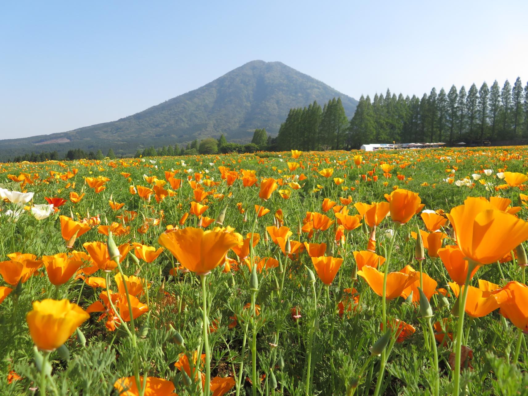 霧島の美しい火山景観と神話・文化を体感する旅-0