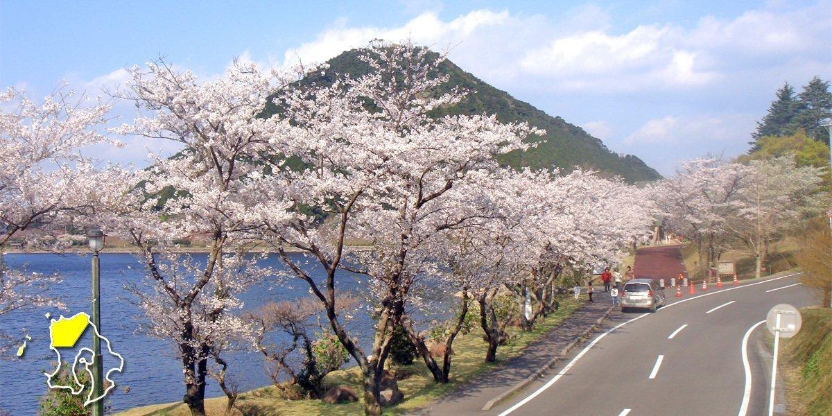 2024　鹿児島のお花見・桜名所案内【北薩摩】伊佐市・薩摩郡さつま町・薩摩川内市・出水市-0