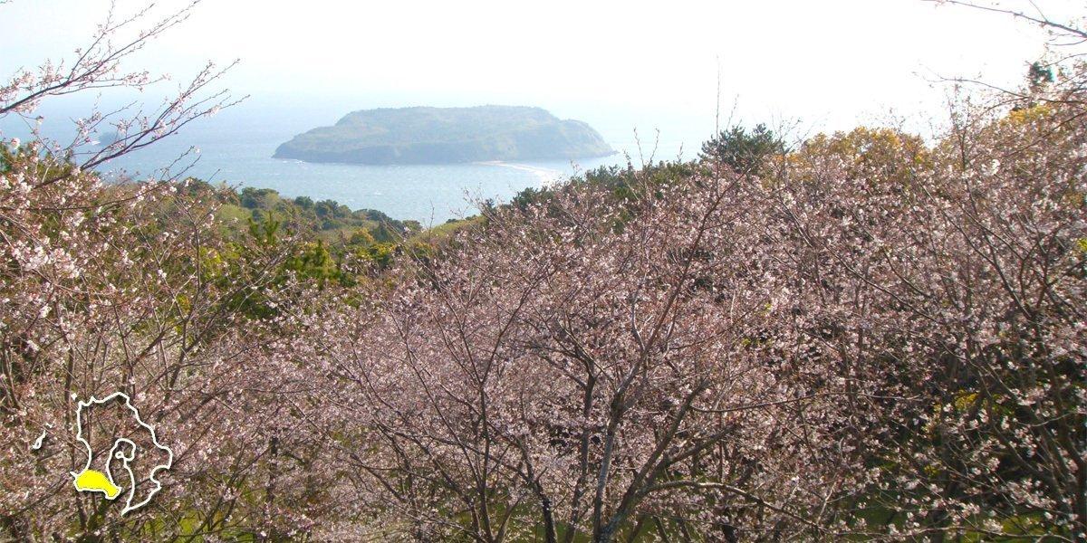 2024　鹿児島のお花見・桜名所案内【南薩摩】南九州市・指宿市・南さつま市・枕崎市-1